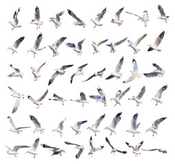 Fototapeta premium flying seagull actions isolated on white
