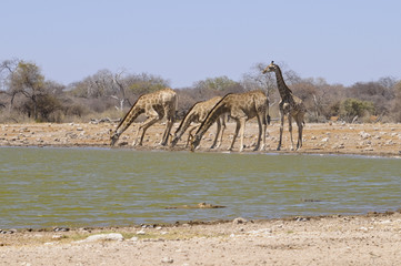 Fototapeta na wymiar Giraffe am Wasserloch, Etoscha, Namibia, Afrika