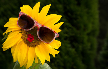 Obraz premium Little Miss Sunshine