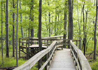 Fototapeta premium Nature Trail