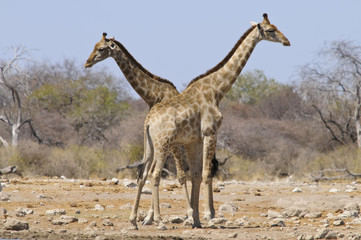 Giraffe am Wasserloch, Etoscha, Namibia, Afrika