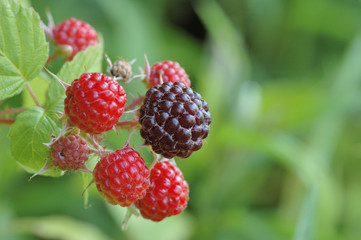 Wild Raspberries