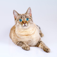 Portrait of cute cat with blue eyes  