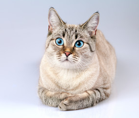Obraz premium Portrait of cute cat with blue eyes 