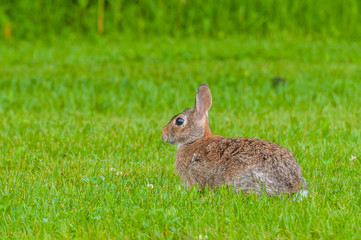 Cottontail Rabbit