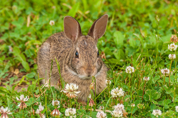 Cottontail Rabbit