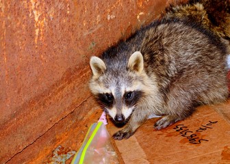 Raccoon