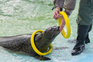 Harbor seal (Phoca vitulina)