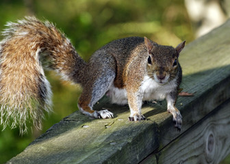 Naklejka premium Gray Squirrel