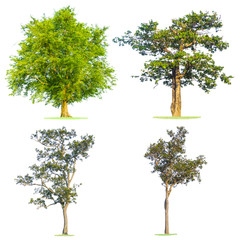 green tree isolated in white