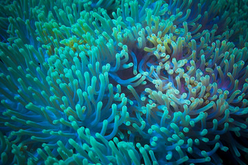 Fototapeta na wymiar Clownfish shelters in its host anemone