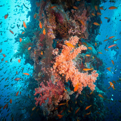 Fototapeta na wymiar Colorful underwater reef with coral and sponges