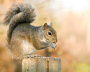 Gray Squirrel