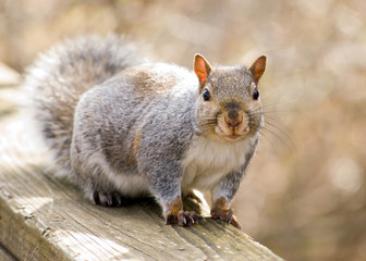 Naklejka na ściany i meble Gray Squirrel