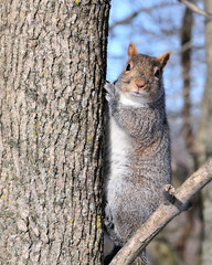 Gray Squirrel