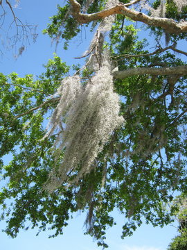 Spanish Moss Hanging from Live Oak