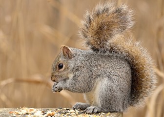 Gray Squirrel