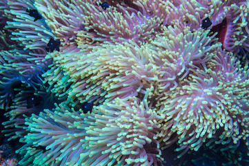 Naklejka premium Clownfish and anemone on a tropical coral reef