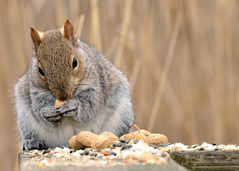 Fototapeta premium Gray Squirrel