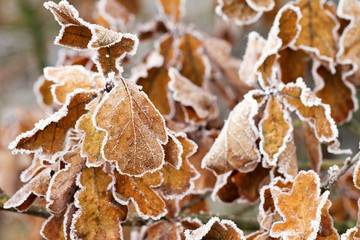 Dry oak leaves with frost