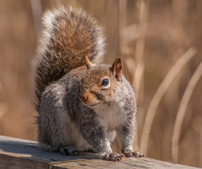 Gray Squirrel