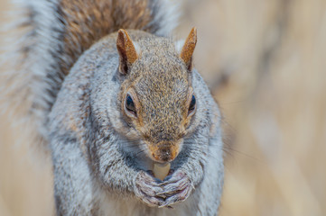 Gray Squirrel
