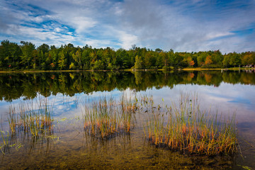 Early autumn reflections and grasses in Toddy Pond, near Orland,