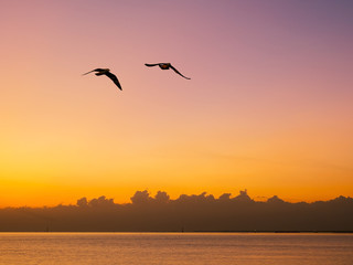 Plakat flying seagulls over the sea