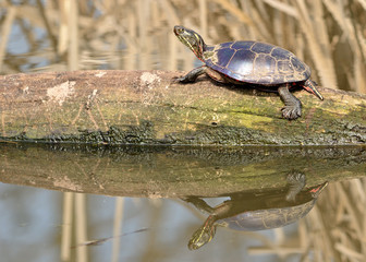 Painted Turtle