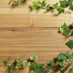 Naklejka na ściany i meble An Ivy plant on a table of hardwood