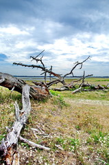 la turballe -cote sauvage