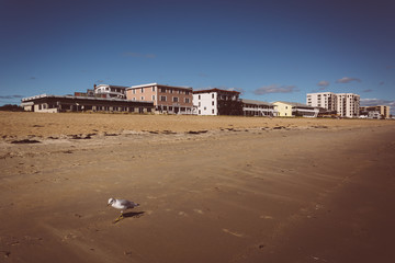 Seagull and buildings on the beach in Old Orchard Beach, Maine.