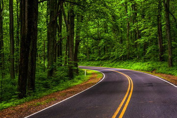 Fototapeta na wymiar Curve along Skyline Drive in Shenandoah National Park, Virginia.