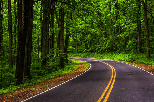 Curve along Skyline Drive in Shenandoah National Park, Virginia.