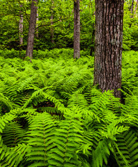 Ferns and trees in a lush forest in Shenandoah National Park, Vi