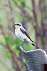 Wheatear (Oenanthe oenanthe)