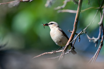 Wheatear (Oenanthe oenanthe)