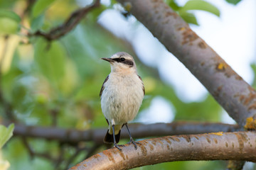 Wheatear (Oenanthe oenanthe)