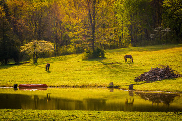 Morning light on horses and a pond in the Shenandoah Valley, Vir