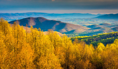 Obraz premium Morning view from Skyline Drive in Shenandoah National Park, Vir