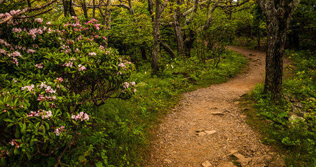 Fototapeta na wymiar Mountain laurel along a trail in Shenandoah National Park, Virgi