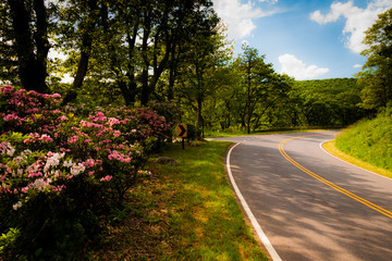 Mountain laurel along Skyline Drive on a spring day in Shenandoa