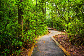 Fototapeta na wymiar Paved trail through the forest at Table Rock State Park, South C