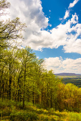 Spring color in Shenandoah National Park, Virginia.