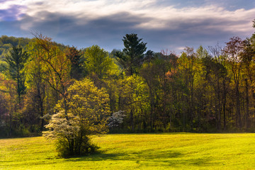 Spring color in the Shenandoah Valley, Virginia.