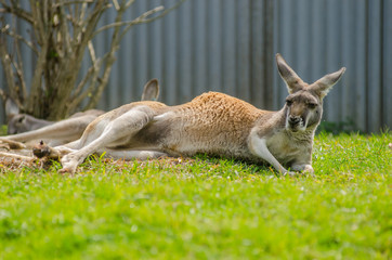 Red Kangaroo