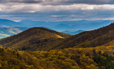 Spring yellows in the Blue Ridge Mountains, seen from Skyline Dr