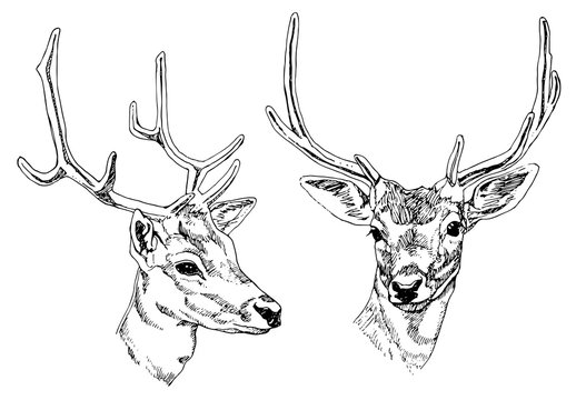 Hand drawn deer heads. Vector illustration.
