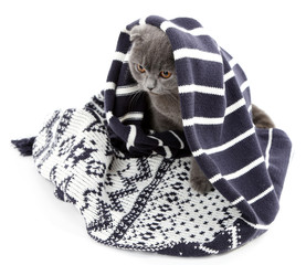 British cat wrapped in plaid isolated on white