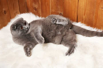 Amused British act on fur rug on wooden background
